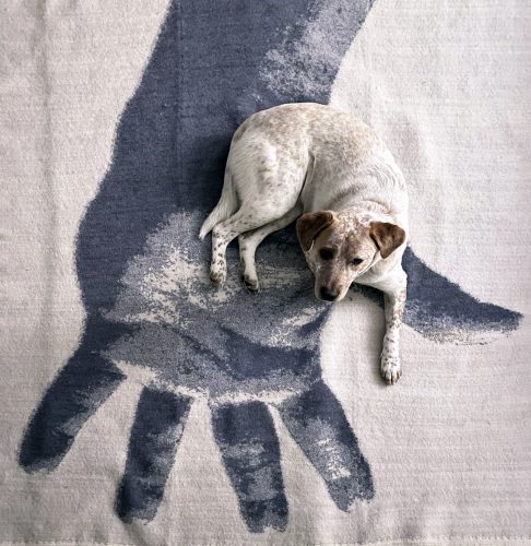 Toast the dog on Hand rug